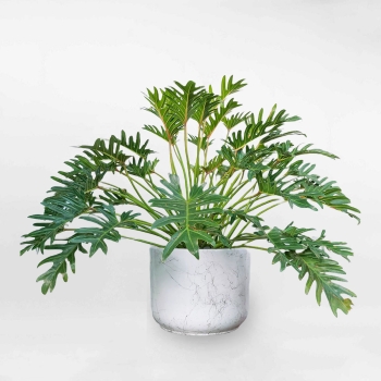 Cây trầu bà chân vịt